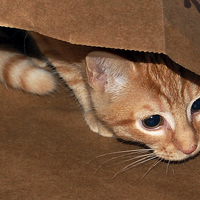 Buy canvas prints of Kitten in a Bag by james balzano, jr.