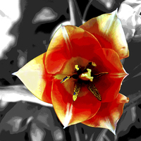 Buy canvas prints of Tulip Close-Up by james balzano, jr.