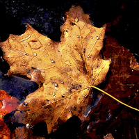 Buy canvas prints of Leaf in Pond by james balzano, jr.