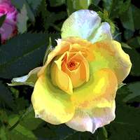 Buy canvas prints of Heavenly Miniature Rose by james balzano, jr.