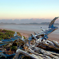 Buy canvas prints of Driftwood on the Beach by james balzano, jr.