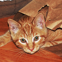 Buy canvas prints of Cat in a Bag by james balzano, jr.