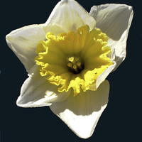 Buy canvas prints of Close Up Daffodil by james balzano, jr.