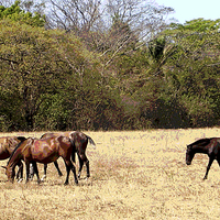 Buy canvas prints of Horses in the Field by james balzano, jr.