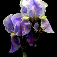 Buy canvas prints of Glorious Iris by james balzano, jr.