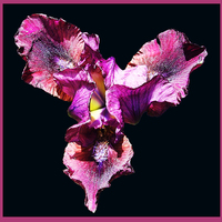 Buy canvas prints of Colordful Japanese Iris by james balzano, jr.