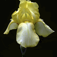 Buy canvas prints of Yellow Iris by james balzano, jr.