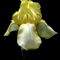 Buy canvas prints of Posterized Yellow Iris by james balzano, jr.