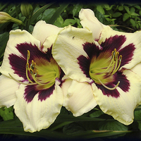 Buy canvas prints of Two Colored Lilies by james balzano, jr.