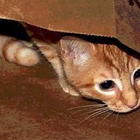 Buy canvas prints of Kitten in Bag Posterized by james balzano, jr.