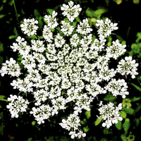 Buy canvas prints of Queen Anns Lace by james balzano, jr.