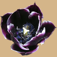 Buy canvas prints of Water Filled Tulip by james balzano, jr.