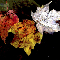 Buy canvas prints of Leaves in Pond by james balzano, jr.