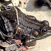 Buy canvas prints of Frog in Our Pond by james balzano, jr.
