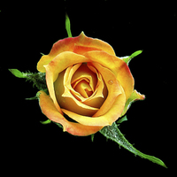 Buy canvas prints of The Rose by james balzano, jr.