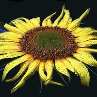 Buy canvas prints of Dew Laden Sunflower by james balzano, jr.