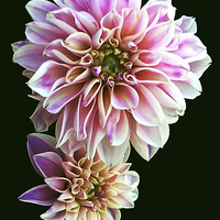 Buy canvas prints of Softly Blurred Flora by james balzano, jr.