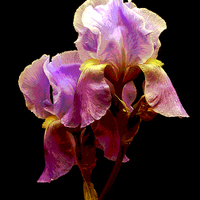 Buy canvas prints of Posterized Iris by james balzano, jr.