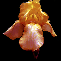 Buy canvas prints of Colorful Iris by james balzano, jr.
