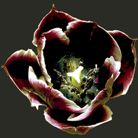 Buy canvas prints of Bold and Colorful Tulip by james balzano, jr.