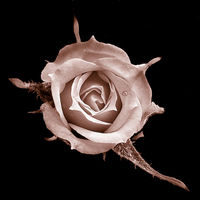 Buy canvas prints of Duotone Rose by james balzano, jr.