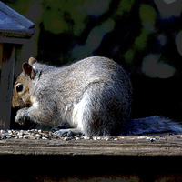 Buy canvas prints of Squirrel at Lunch by james balzano, jr.
