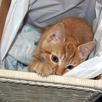 Buy canvas prints of Cat in a Basket by james balzano, jr.