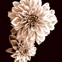 Buy canvas prints of Floral Tritone by james balzano, jr.
