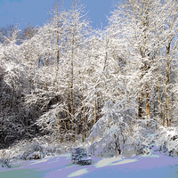 Buy canvas prints of Winters Delight 2 by james balzano, jr.