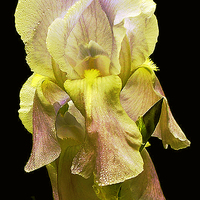 Buy canvas prints of Grand Yellow Iris by james balzano, jr.