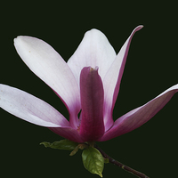 Buy canvas prints of Gorgeous Magnolia Blossom by james balzano, jr.