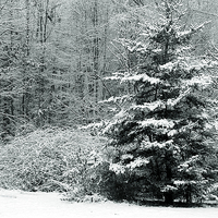 Buy canvas prints of Winter Scene Tritone by james balzano, jr.