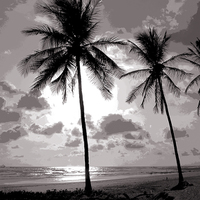 Buy canvas prints of Duotone of Palm Trees by james balzano, jr.