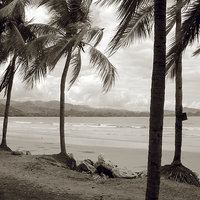 Buy canvas prints of Palm Trees at Playa Samara by james balzano, jr.