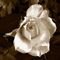 Buy canvas prints of Tritone Rose by james balzano, jr.