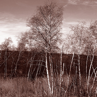 Buy canvas prints of Birches Duotone by james balzano, jr.