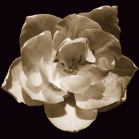Buy canvas prints of Tri-tone Rose by james balzano, jr.