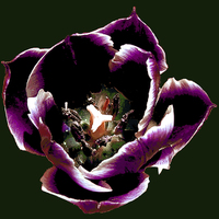 Buy canvas prints of Purple Tulip Filled With Rain by james balzano, jr.