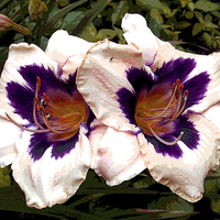 Buy canvas prints of Two Colored Lily by james balzano, jr.