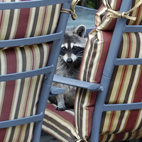 Buy canvas prints of Raccoon on Outdoor Furniture by james balzano, jr.