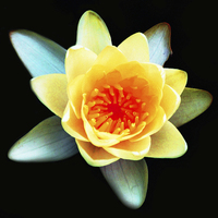 Buy canvas prints of Brilliant Water Lily  by james balzano, jr.