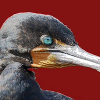 Buy canvas prints of  Close up Cormorant by james balzano, jr.