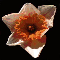 Buy canvas prints of Brilliant Red Daffodil   by james balzano, jr.