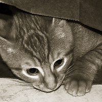 Buy canvas prints of  Duotone Cat in a Bag by james balzano, jr.