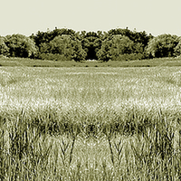 Buy canvas prints of  Swamp Panorama Duo Tone by james balzano, jr.
