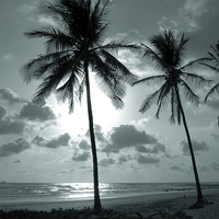 Buy canvas prints of  Palms and Ocean by james balzano, jr.