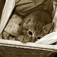 Buy canvas prints of Tritone Cat in a Basket  by james balzano, jr.