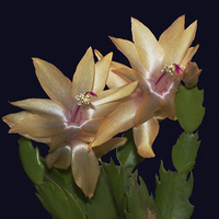 Buy canvas prints of Cactus Flowers  by james balzano, jr.