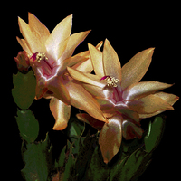 Buy canvas prints of Cactus Flowers Posterised  by james balzano, jr.
