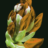 Buy canvas prints of Rare Orange Colored Rhododendron  by james balzano, jr.